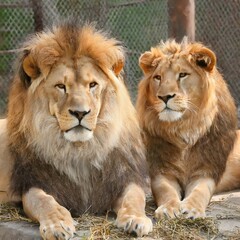 Obraz premium Pair of Lion