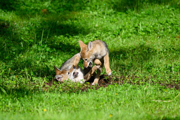 Pair of coyote pups engaged in play fighing in green field youngsters grappling