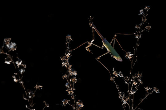 empusa pennata perched on dried twigs in a dark backdrop