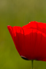 Blooming red flower of papaver on a green background macro photography on a summer day. Poppy with red petals close-up photo in summertime.	