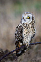 Wild short eared owl in winter standing on blackberry cane gazing full length of body