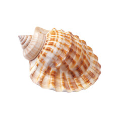 Obraz premium sea shell isolated on white