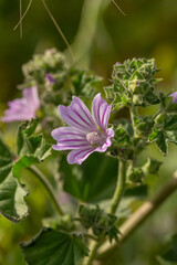 Purple mallow flower on a green background on a sunny summer day macro photography. Blooming garden malva flower with pink petals closeup photo in summer