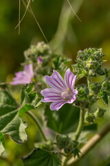 Purple mallow flower on a green background on a sunny summer day macro photography. Blooming garden malva flower with pink petals closeup photo in summer