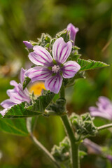 Obraz premium Purple mallow flower on a green background on a sunny summer day macro photography. Blooming garden malva flower with pink petals closeup photo in summer