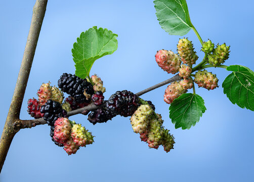 Branch of red mulberry tree (Morus rubra) with ripe (black) and unripe fruit.. Native to eastern North America.