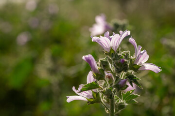 Purple mallow flower on a green background on a sunny summer day macro photography. Blooming garden malva flower with pink petals closeup photo in summer