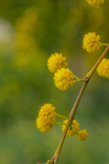 Blossom acacia tree on a green background on a summer sunny day macro photography. Wattle flower with yellow petals in summertime, close-up photo. 