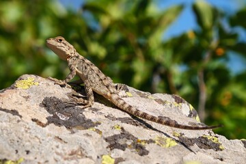 A small lizard sits on a sun-warmed rock, basking in the sunlight, amidst a blurred greenery background.