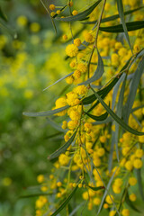 Blossom acacia tree on a green background on a summer sunny day macro photography. Wattle flower with yellow petals in summertime, close-up photo. 