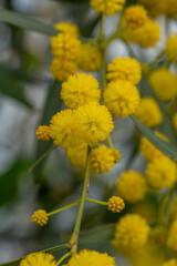 Blossom acacia tree on a green background on a summer sunny day macro photography. Wattle flower with yellow petals in summertime, close-up photo. 
