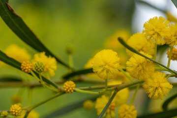 Blossom acacia tree on a green background on a summer sunny day macro photography. Wattle flower with yellow petals in summertime, close-up photo. 