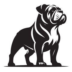 English Bulldog lap dog breed face head isolated pet animal