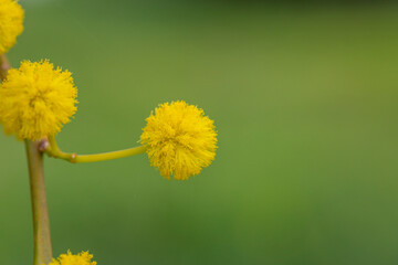 Blossom acacia tree on a green background on a summer sunny day macro photography. Wattle flower with yellow petals in summertime, close-up photo. 