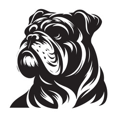 Obraz premium English Bulldog lap dog breed face head isolated pet animal