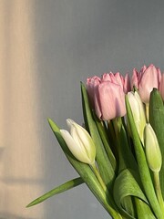 Naklejka premium Tulip aesthetics