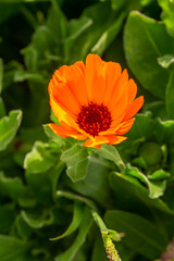 Orange pot marigold flower on a green background on a summer sunny day macro photography. Blooming ruddle flower with orange petals in summer, close-up photo.	

