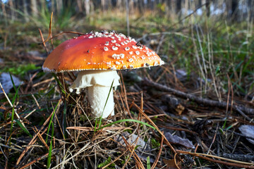 Closeup of toadstool fungus among forest heather bushes during autumn