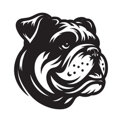 English Bulldog lap dog breed face head isolated pet animal