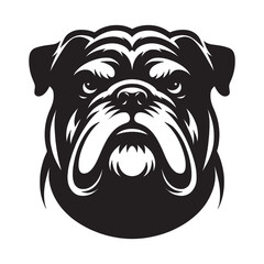 English Bulldog lap dog breed face head isolated pet animal