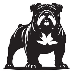 English Bulldog lap dog breed face head isolated pet animal