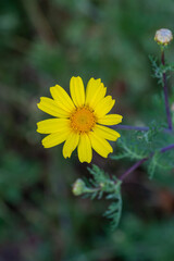 Blooming yellow daisy flower on a summer sunny day macro photo. Wildflowers with yellow petals in the meadow close-up photo. Blossom chamomile in springtime floral background.