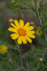 Blooming yellow daisy flower on a summer sunny day macro photo. Wildflowers with yellow petals in the meadow close-up photo. Blossom chamomile in springtime floral background.