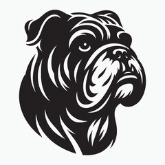 English Bulldog lap dog breed face head isolated pet animal