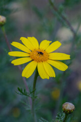 Blooming yellow daisy flower on a summer sunny day macro photo. Wildflowers with yellow petals in the meadow close-up photo. Blossom chamomile in springtime floral background.