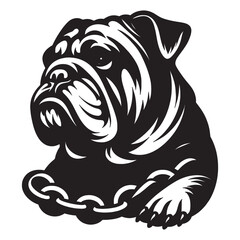 English Bulldog lap dog breed face head isolated pet animal