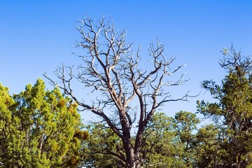 Obraz premium Trees and bushes against a blue sky. Grand Canyon, Arizona.
