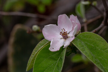 Apple blossom in springtime on a sunny day, close-up photography. Blooming pink flowers on the branches of a tree macro photography. Apple flowers on a sunny spring day.