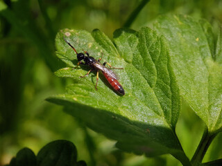 wasp bee on leaf