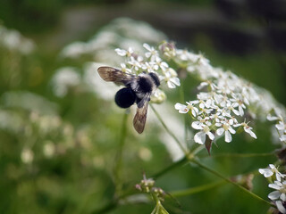 wasp bee on leaf