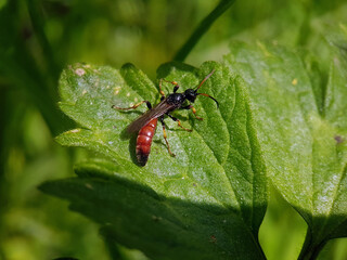 wasp bee on leaf