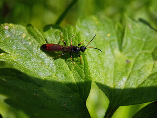 wasp bee on leaf