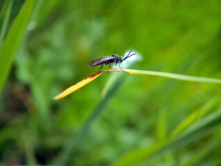 wasp bee on leaf