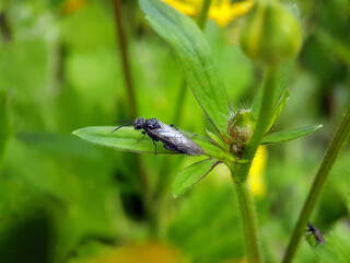wasp bee on leaf