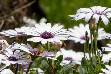 Close-up of a bee on white daisies in a garden with a green background