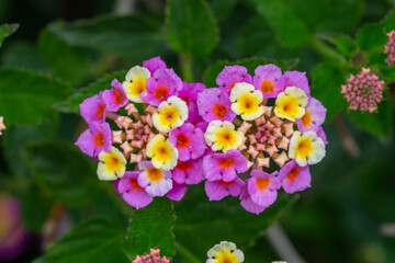 Yellow pink blossom common lantana macro photography on a summer sunny day. Little flowers close-up photo in the summer garden. A verbena plant with yellow pink petals floral background.