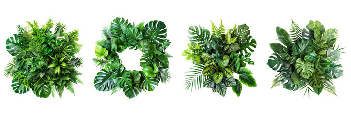 Tropical plants green leaves nature  isolated on transparent background.
