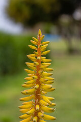 Blossom aloe vera plant on a green background on a summer sunny day macro photography. Tropical plant with yellow flower in summertime, close-up photo