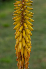 Blossom aloe vera plant on a green background on a summer sunny day macro photography. Tropical plant with yellow flower in summertime, close-up photo