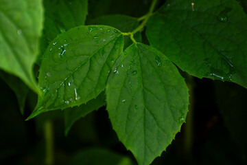 leaf with drops