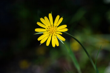 yellow dandelion flower