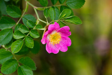 Obraz premium pink flower