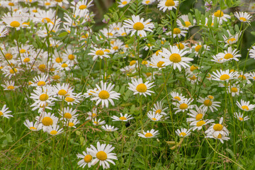 daisies in the meadow