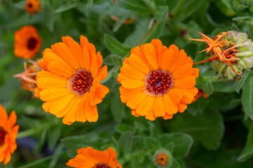 Orange pot marigold flower on a green background on a summer sunny day macro photography. Blooming ruddle flower with orange petals in summer, close-up photo