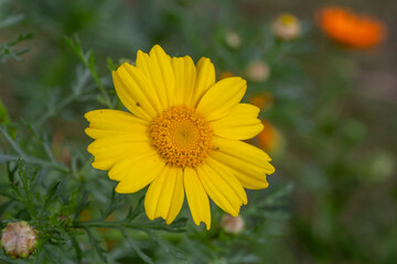 Blooming yellow daisy flower on a summer sunny day macro photo. Wildflowers with yellow petals in the meadow close-up photo. Blossom chamomile in springtime floral background