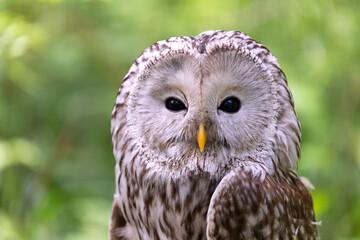 Ural owl on a log in summer forest (Strix uralensis)